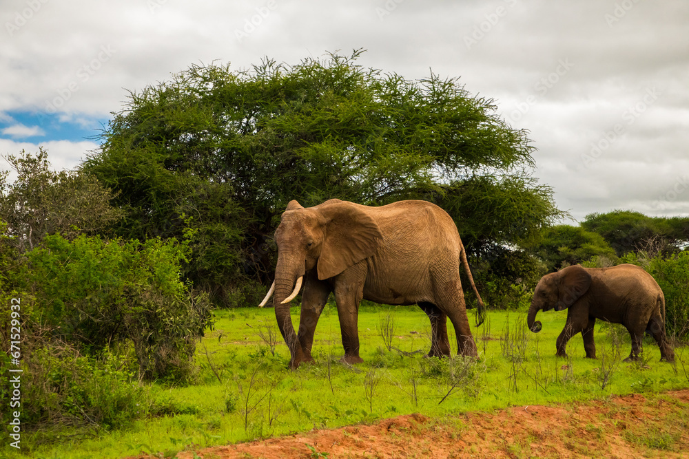 Fototapeta premium Elephant walking through Amboseli National park Africa