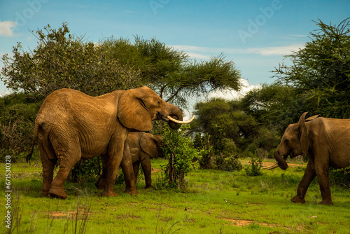 Elephant walking through Amboseli National park Africa