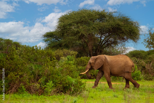 Elephant walking through Amboseli National park Africa