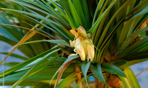 Screw pine tree with edible fruit growing in a garden in a tropical environment. Closeup of pandanus tectorius species of plant with long green leaves blooming and blossoming in nature on a sunny day photo
