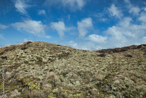 In den Dünen von Fanö in Daenemark