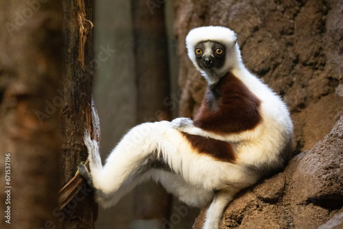 Verreaux's sifaka white looking at camera photo