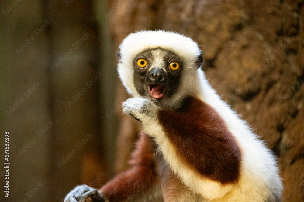 Fototapeta premium Verreaux's sifaka white looking at camera