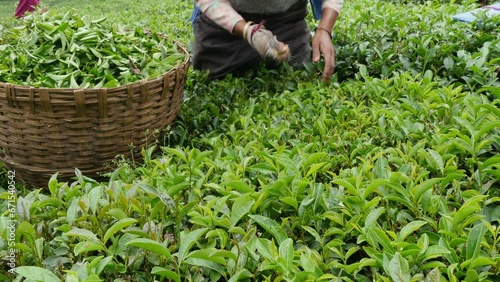 A woman picks tea leaves in a tea garden near Dharamsala, India photo