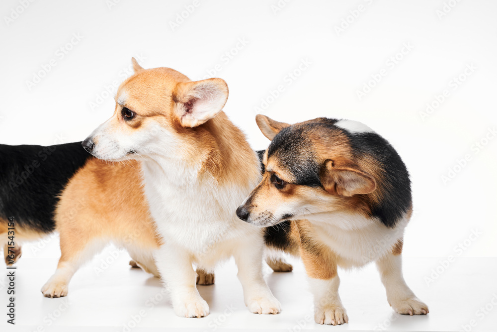 Pembroke Welsh Corgi portrait isolated on white studio background with copy space, family of three purebred dogs Pembroke Welsh Corgi portrait isolated on white studio background with copy space, family of three purebred dogs