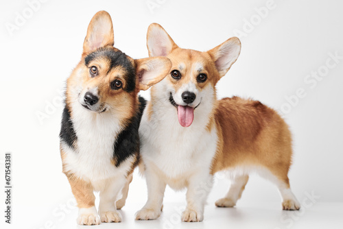 Pembroke Welsh Corgi portrait isolated on white studio background with copy space, family of two purebred dogs © amixstudio