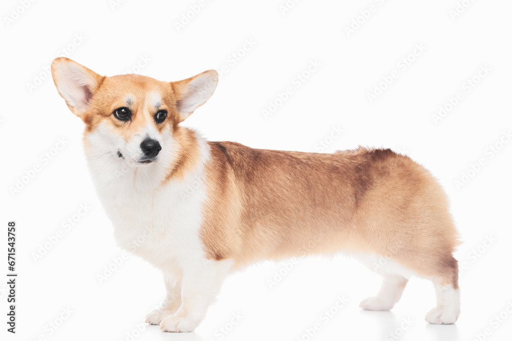 Pembroke Welsh Corgi portrait isolated on white studio background with copy space, purebred dog Pembroke Welsh Corgi portrait isolated on white studio background with copy space, purebred dog