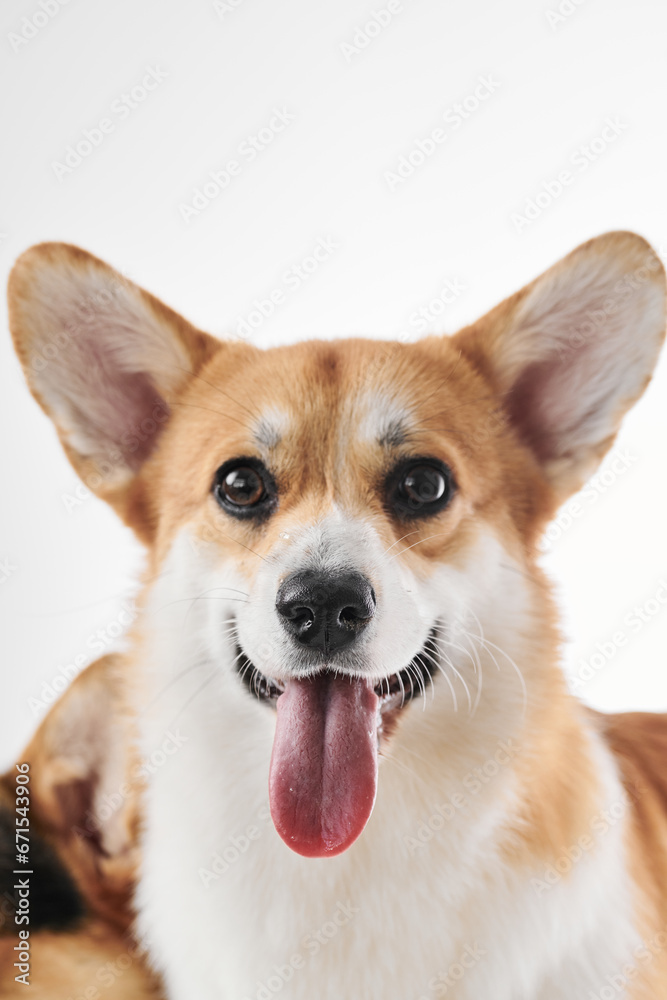 Pembroke Welsh Corgi portrait isolated on white studio background with copy space, purebred dog Pembroke Welsh Corgi portrait isolated on white studio background with copy space, purebred dog