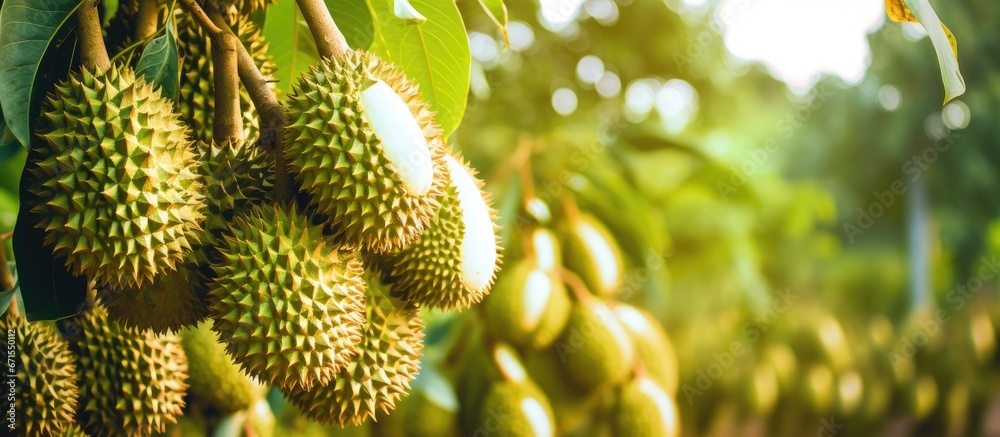 Vietnam s farms cultivate the durian fruit Vietnam s farms cultivate the durian fruit