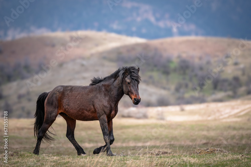 horse in the mountains © Antonios