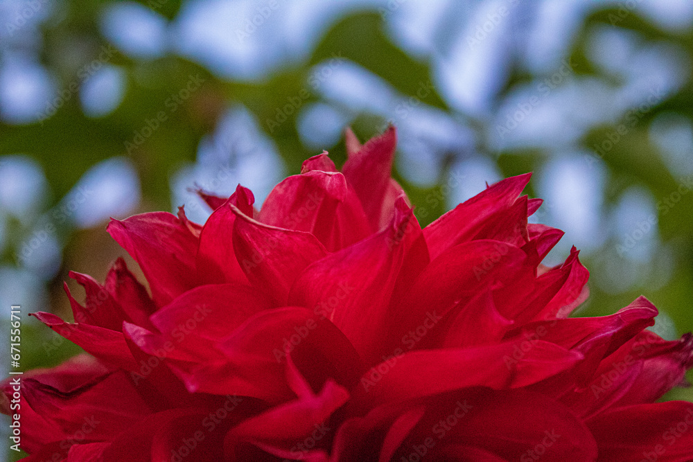red flower red flower