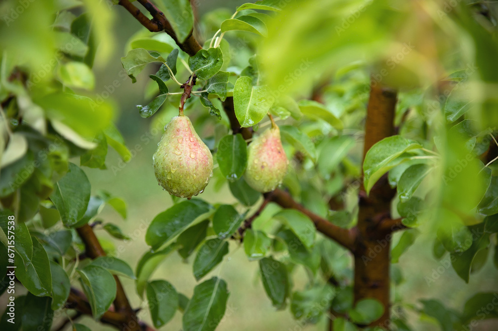 Fototapeta premium Branch of ripe organic cultivar of pears. Summer garden. Two ripe pears are covered with raindrops. Harvesting. Fruits are greenish-yellow in color