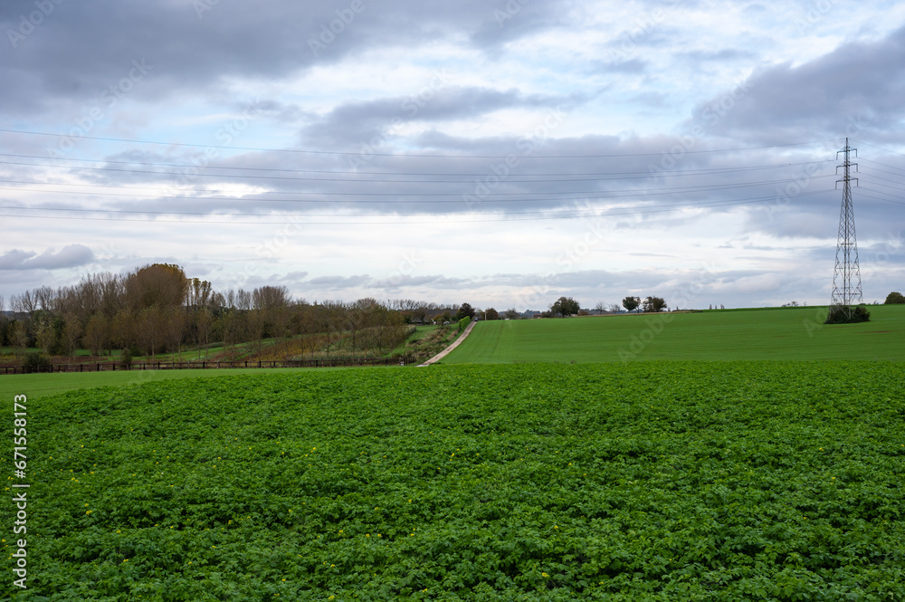 Green potato fields at the Brussels countryside around Neerpede, Belgium