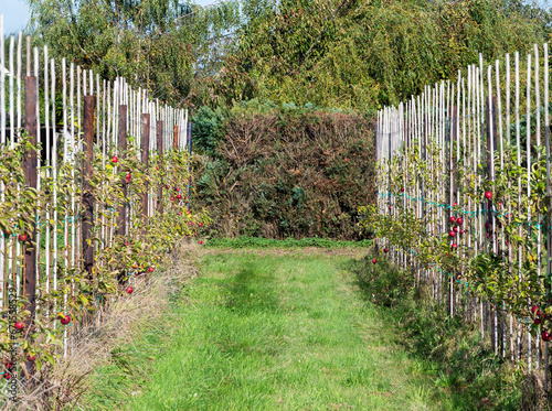 Horticulture of low stem apple trees in a row, Relegem, Belgium photo