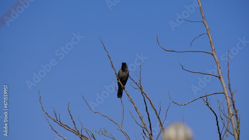 crow on a tree