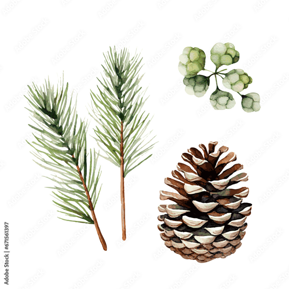 Christmas tree green fir branch and cone watercolor paint on white background for invitation greeting card design
