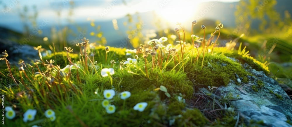 Stunning close up views of moss lichens and flowers in the setting suns rays Summer