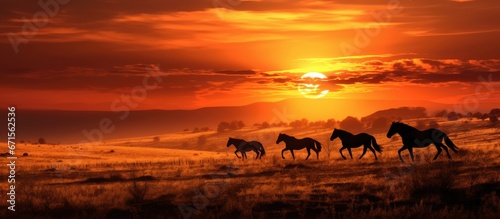 Sunrise or sunset horses can be seen in the fields