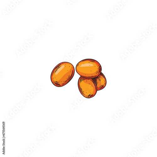 Hand drawn orange sea buckthorn berries sketch style