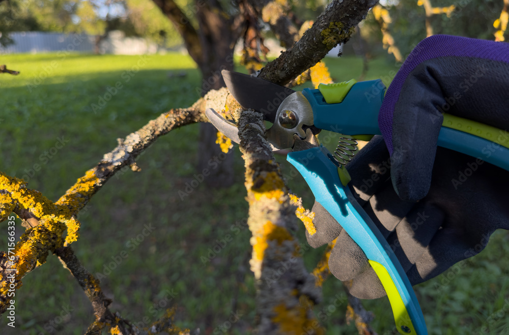 Naklejka premium Pruning tree with clippers on backyard in village. Pruning tools. Cut branch use branch cutter. Cutting branches on apple tree use Garden pruning shears. Trimming tree branch in rural garden..