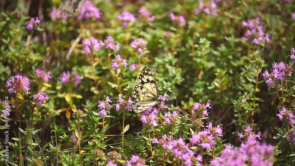 Butterflies fly over flowers. The concept of spring and the pacification of nature. Butterflies sit on flowers, drink nectar. Butterflies fly over flowers. The concept of spring and the pacification of nature. Butterflies sit on flowers, drink nectar.