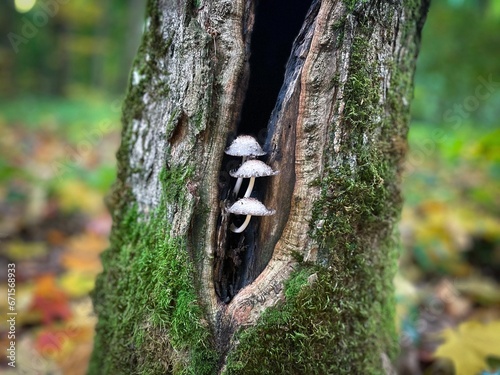 Selective focus of small white mushrooms growing inside an empty tree trunk