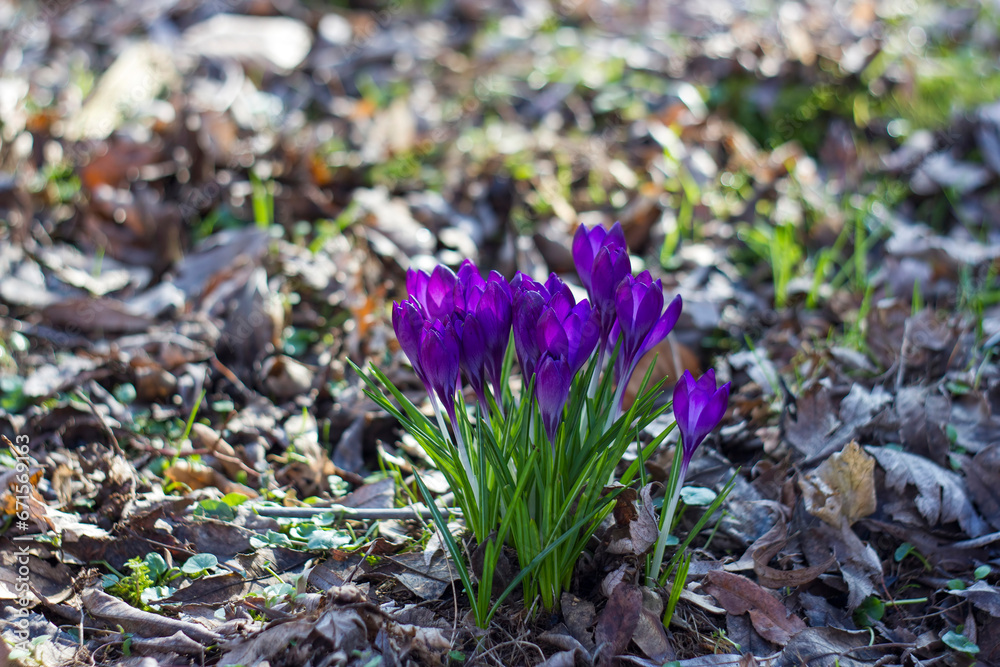 crocus flowers in the garden - spring flowers crocus flowers in the garden - spring flowers