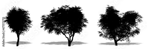 Set or collection of Kobus Magnolia trees as a black silhouette on white background. Concept or conceptual vector for nature, planet, ecology and conservation, strength, endurance and  beauty