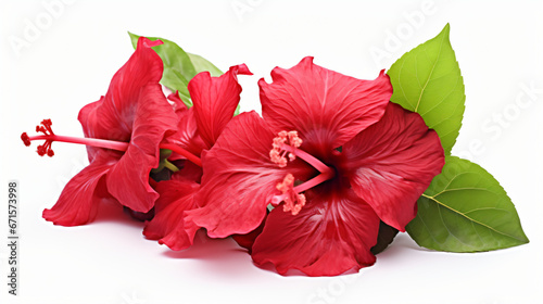  Roselle Hibiscus sabdariffa red fruit flower.