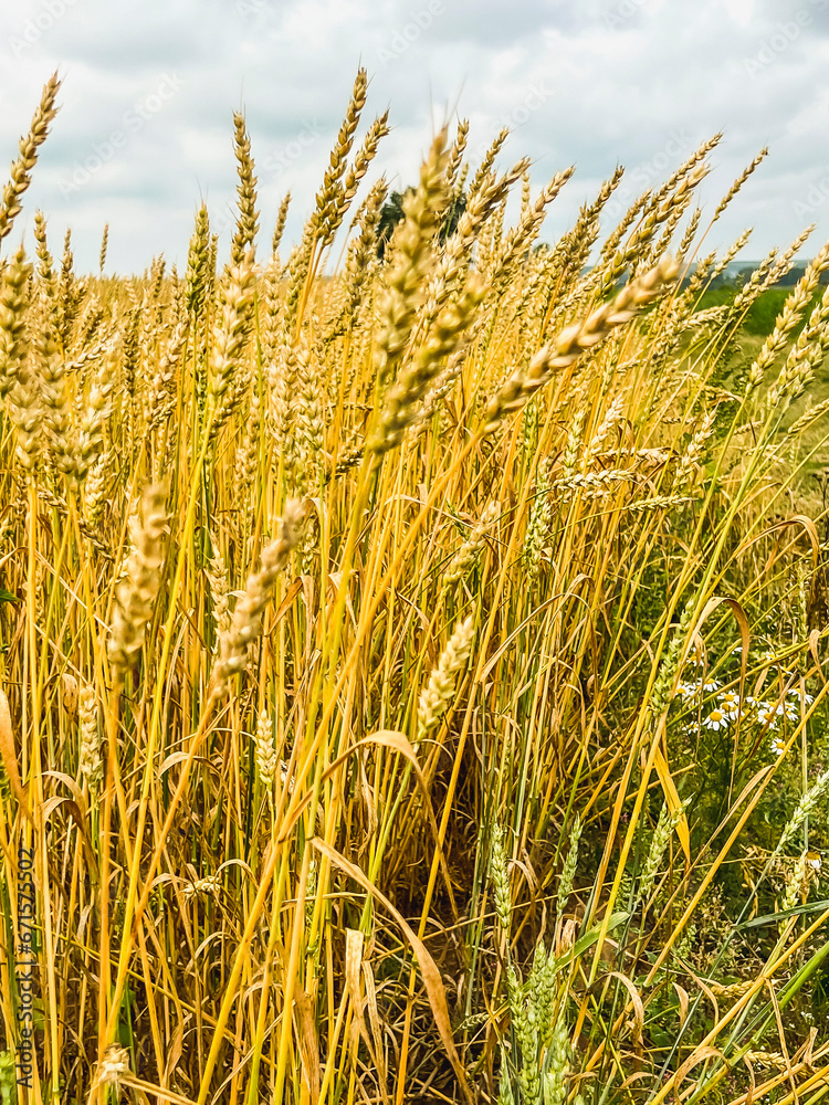 A large golden wheat field in cloudy cloudy weather A large golden wheat field in cloudy cloudy weather