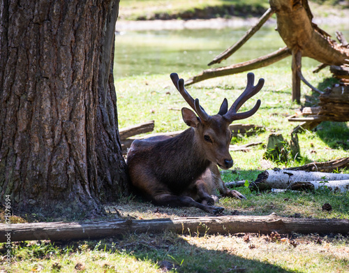 Rehe am entspannen