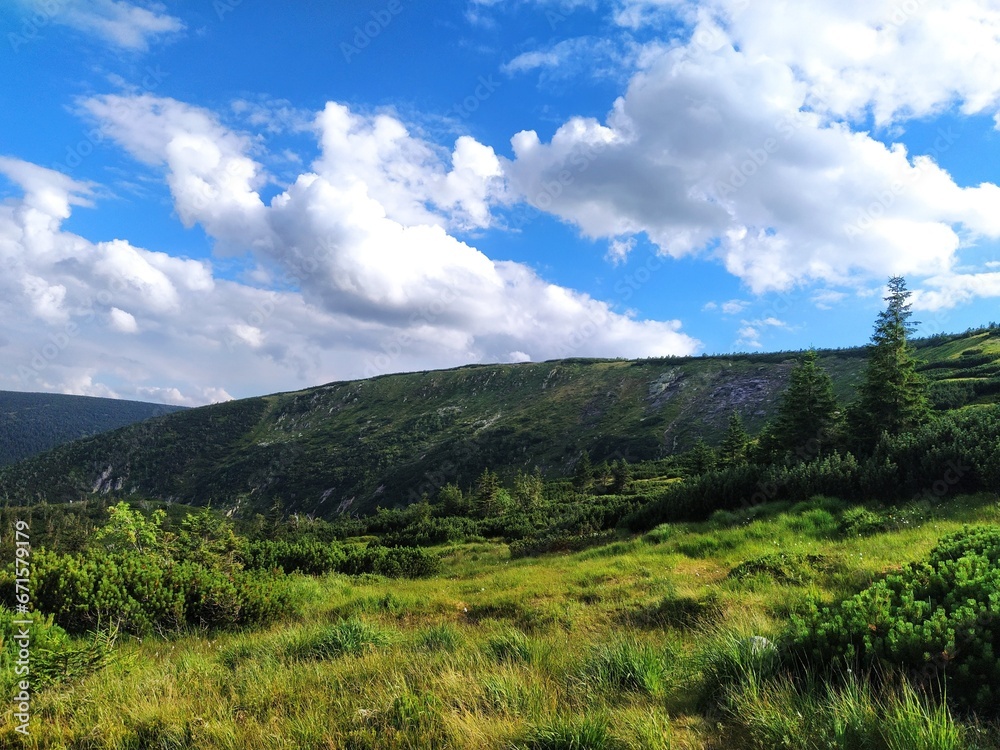 Obraz premium forest in the mountains