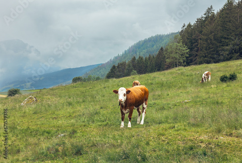 cows graze in the Alpine meadows
