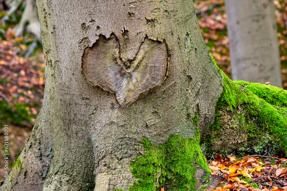 Fototapeta premium Heart shaped structure in the bark of a beech tree (Fagus) with green moss and autumn leaves in Iserlohn Sauerland Germany as symbol and proof for everlasting and romantic love on Valentines Day. 