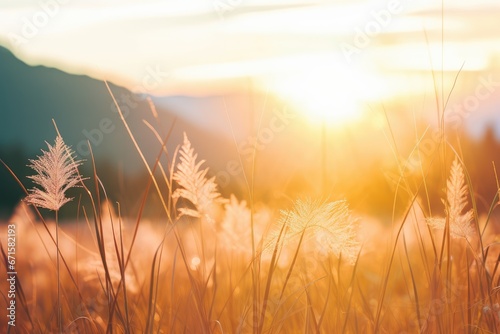 Beautiful meadow with wild flowers over sunset sky. Beauty nature field background with sun flare. Bokeh, silhouettes of wild grass and flower. Sunny summer, spring or autumn nature backdrop photo