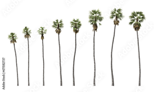 Mexican fan palm or Washingtonia robusta isolated on transparent background photo