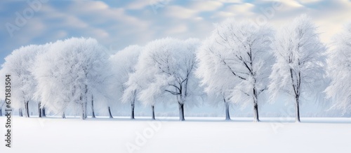 Snow covered towering trees a wintery scene of the natural world