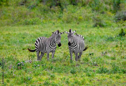 Two funny zebras in natural environment an African park tanzania stand next to one another and look camera. A bird sits on zebra. Natur background Africa travel and protection of wild animals concept