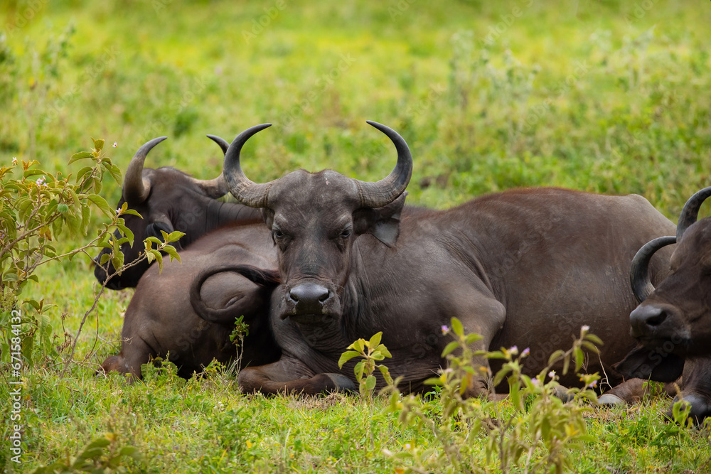 African black buffaloes in a natural environment African black buffaloes in a natural environment