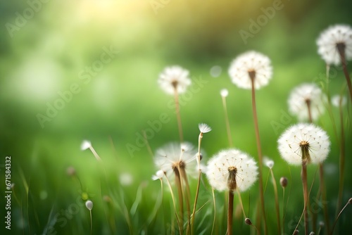 White fluffy dandelions  natural green blurred spring background  selective focus.