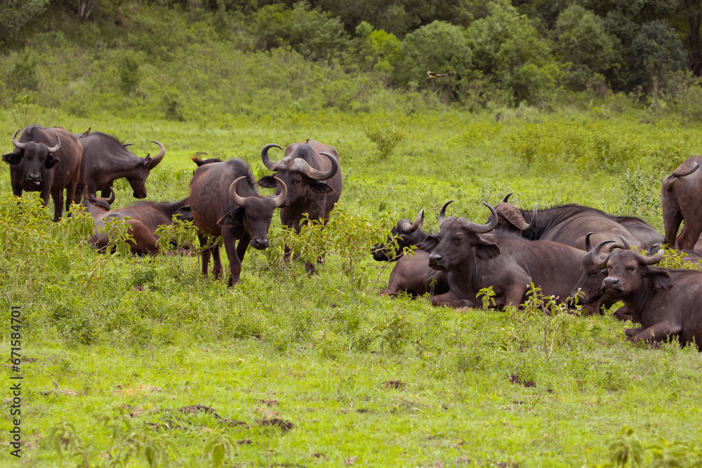 African black buffaloes in a natural environment African black buffaloes in a natural environment