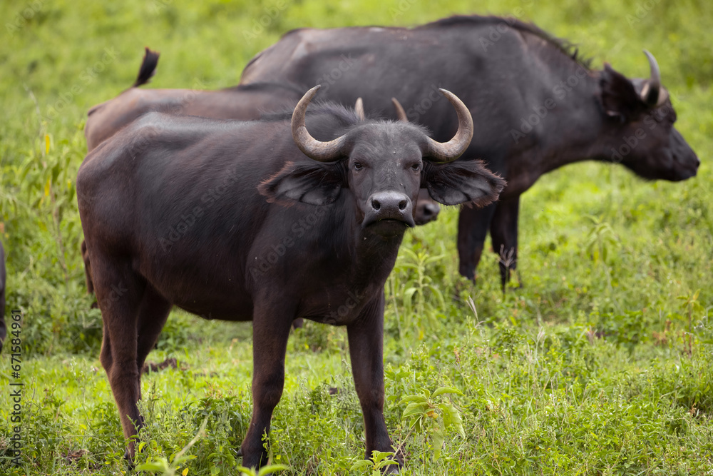African black buffaloes in a natural environment African black buffaloes in a natural environment