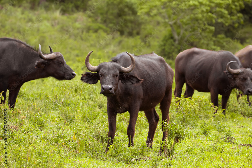 African black buffaloes in a natural environment African black buffaloes in a natural environment