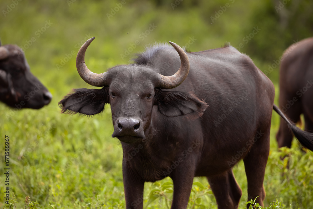 African black buffaloes in a natural environment African black buffaloes in a natural environment