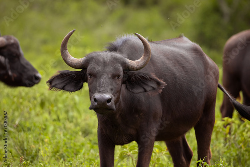 African black buffaloes in a natural environment