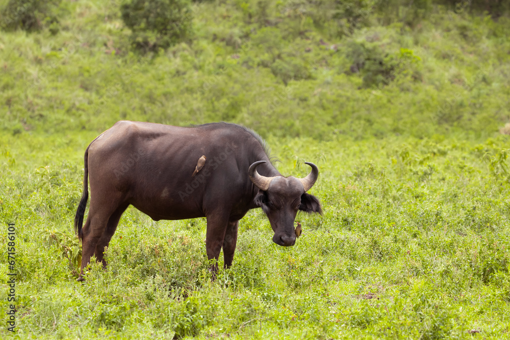 African black buffaloes in a natural environment African black buffaloes in a natural environment