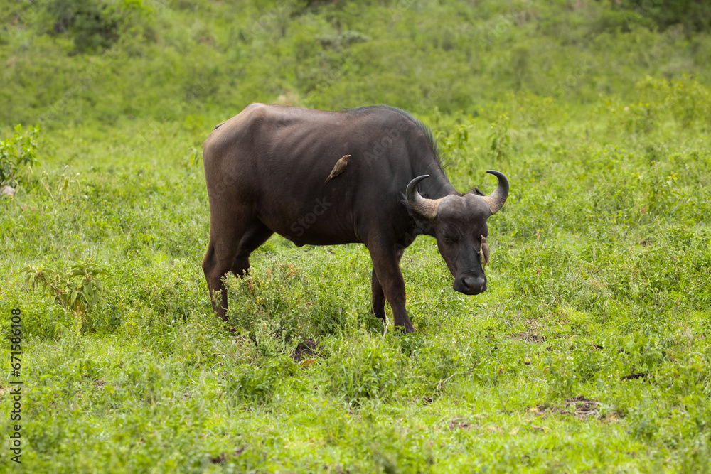 African black buffaloes in a natural environment African black buffaloes in a natural environment