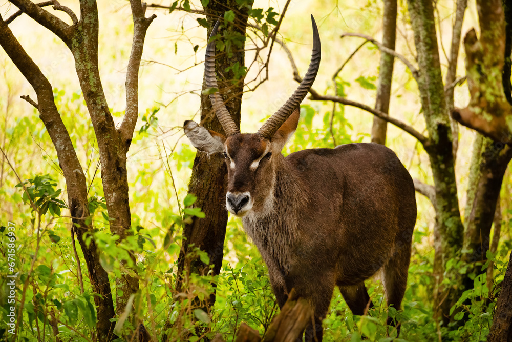 Naklejka premium male common waterbuck stands very close to camera