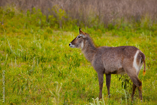 female common waterbuck stands very close to camera photo