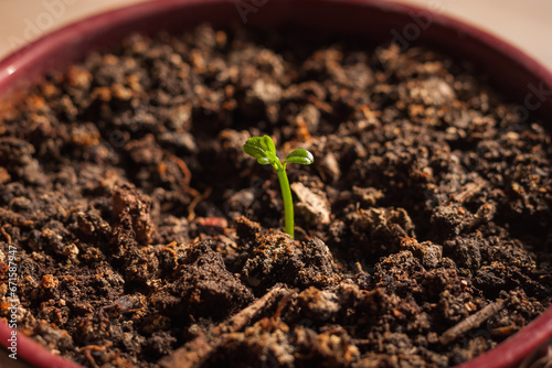 A young lemon sprout on a black background. Small depth of field